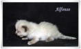 /album/alfonso/alfonso-3-hetes-01-jpg/